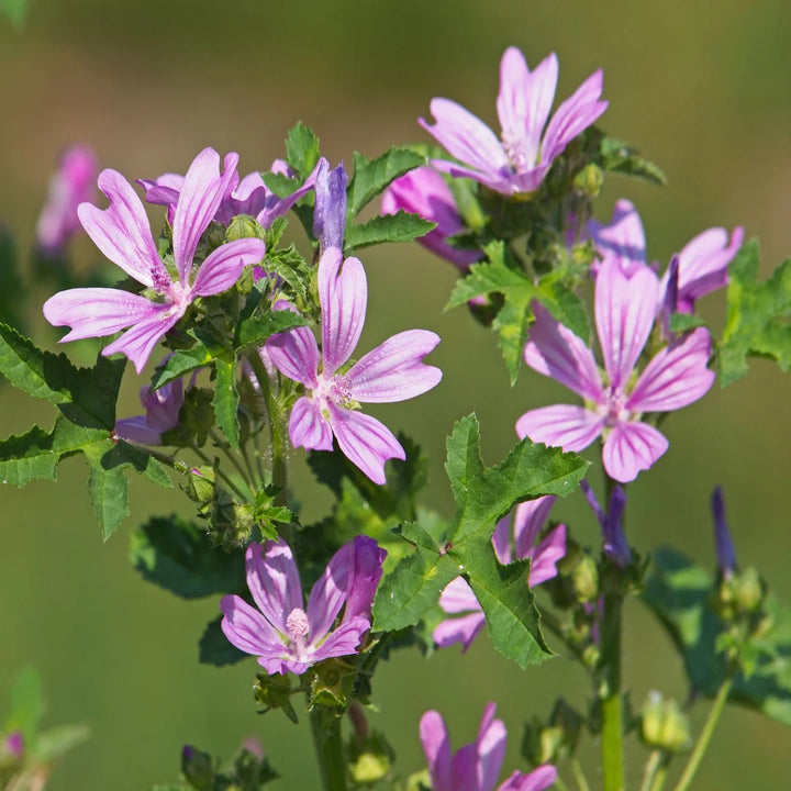 Mallow Flower Seeds for Planting - NON GMO Seeds