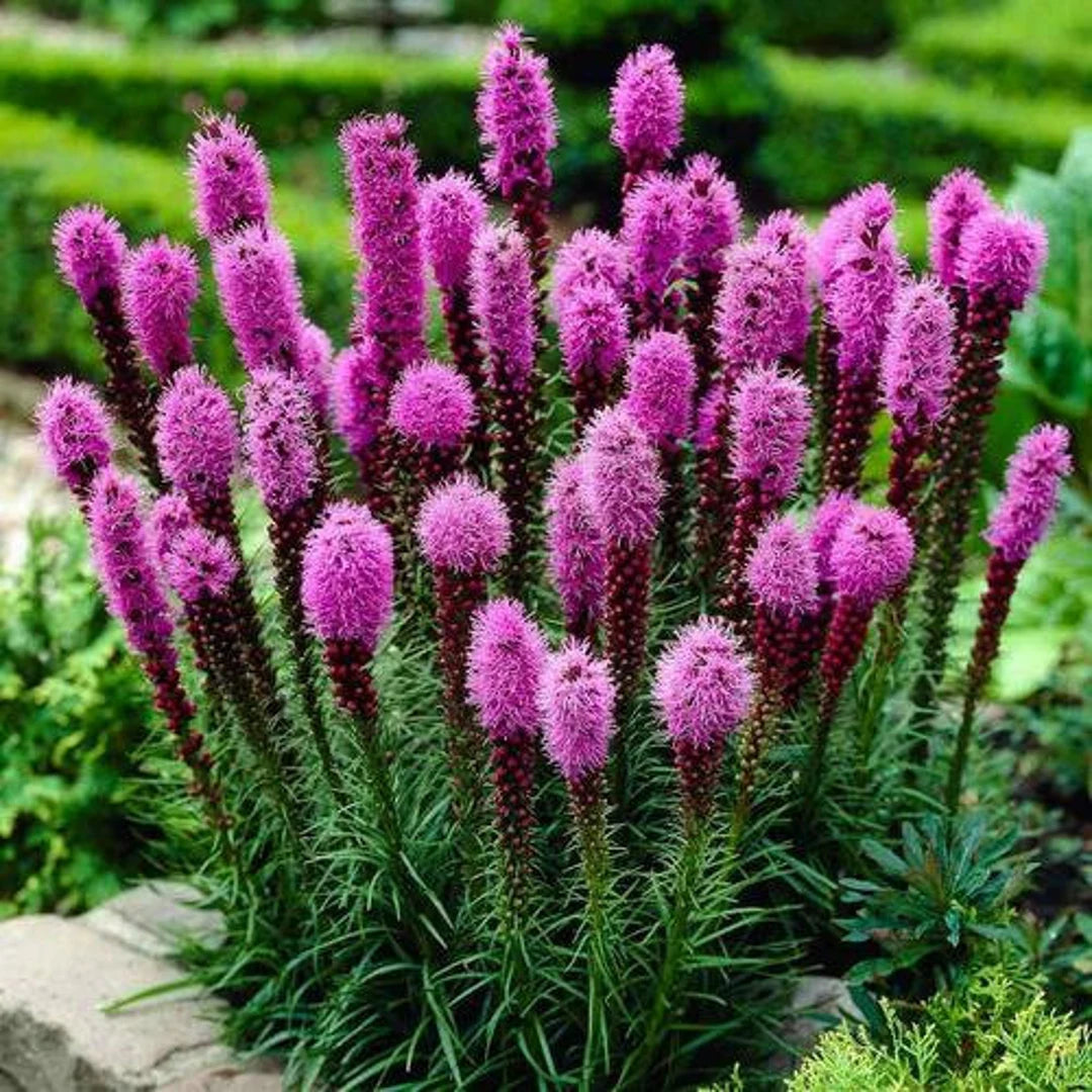 Heirloom Non-GMO Prairie Blazing Star Flower Seeds for Planting – Pollinator-Friendly Blooms - Non-GMO for planting in home garden