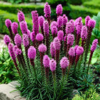 Heirloom Non-GMO Prairie Blazing Star Flower Seeds for Planting – Pollinator-Friendly Blooms - Non-GMO for planting in home garden