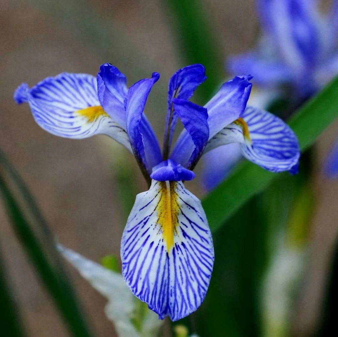 Blue Iris Flower Seeds for Garden Planting - NON GMO Seeds