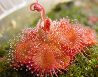 Heirloom Non-GMO Pink Drosera Sundew Flower Seeds for Garden Planting ƒ?? Unique Carnivorous Blooms