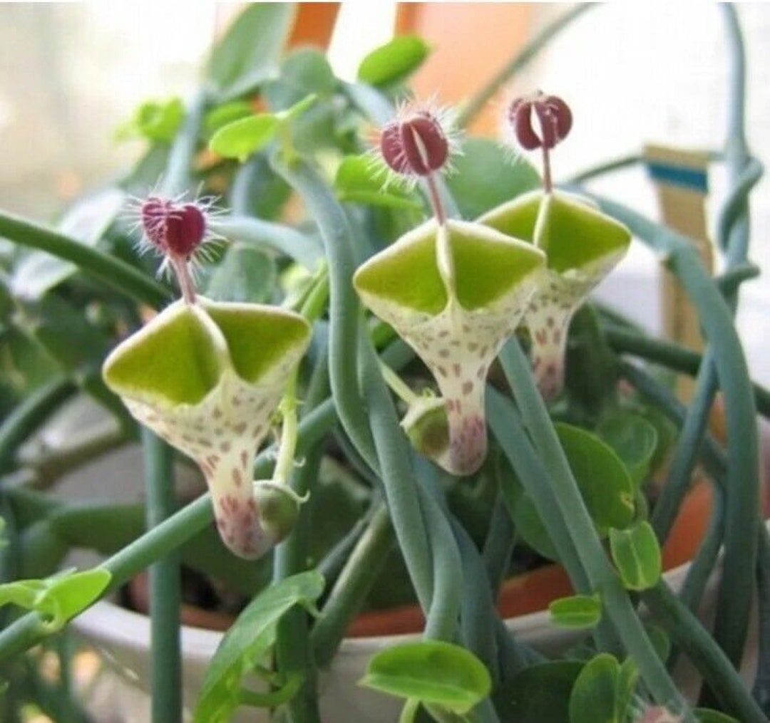 Ceropegia Flower Seeds for Planting - 100 pcs seeds for planting in home garden