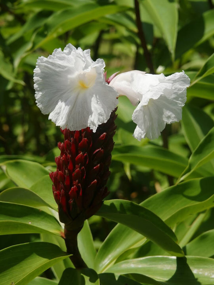 Heirloom Non-GMO Costus Barbatus Flower Seeds for Planting – Tropical Spiral Ginger Blooms