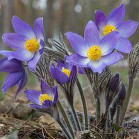 Pulsatilla Flower Seeds for Planting - 100 pcs