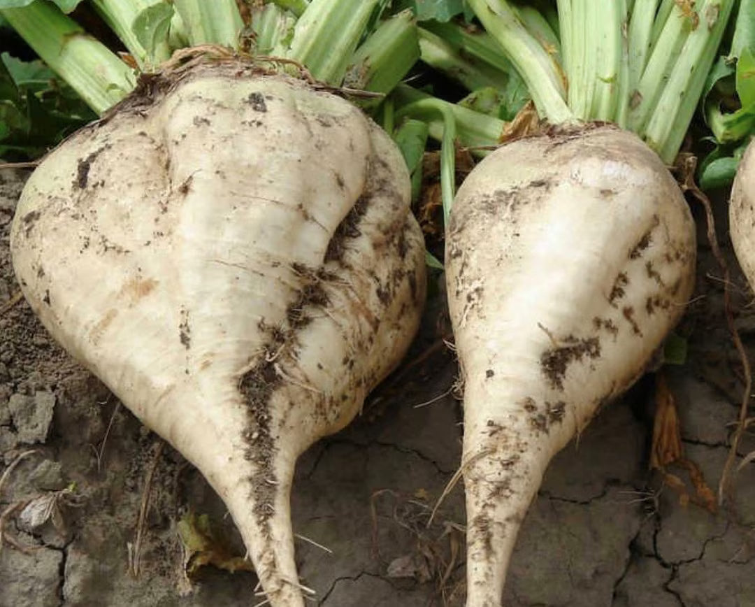 Sugar Beet Seeds Heirloom Root Vegetable for Home Garden Planting