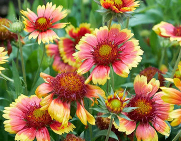 Gaillardia Pulchella Flower Seeds for Planting – Heirloom, Non-GMO, Vibrant Drought-Tolerant Blooms - Pulchella for planting in home garden