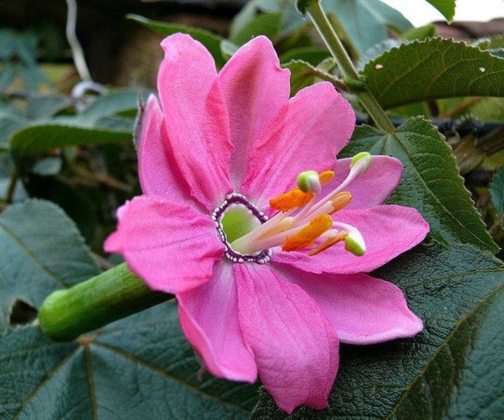 Pink Mollissima Flower Seeds for Planting, NON GMO Seeds