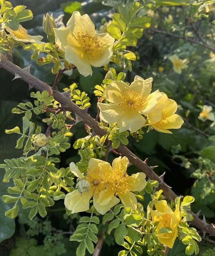 Heirloom Non-GMO Rosa Xanthina Flower Seeds for Planting – Fragrant Yellow Wild Rose Blooms