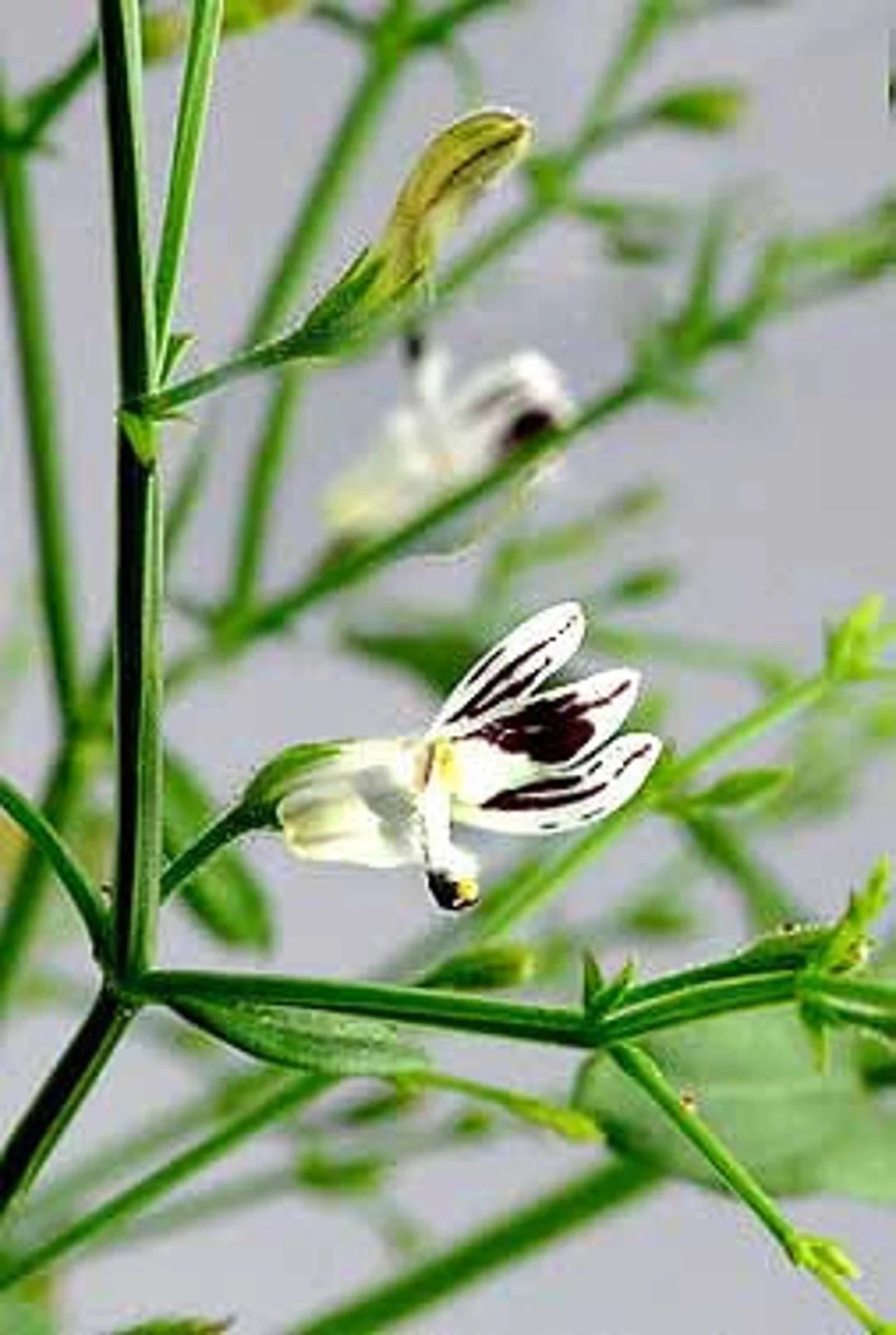 Heirloom Andrographis Plant Seeds for Garden Planting, Non-GMO, Medicinal Herb for Wellness Gardens