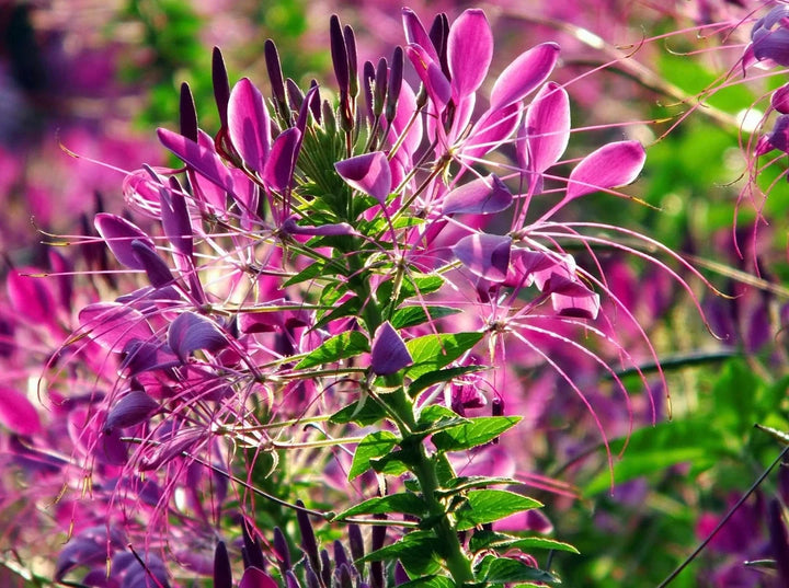 Pink Spiny Spiderflower Seeds for Planting, NON GMO Seeds