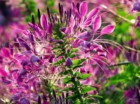 Pink Spiny Spiderflower Seeds for Planting, NON GMO Seeds