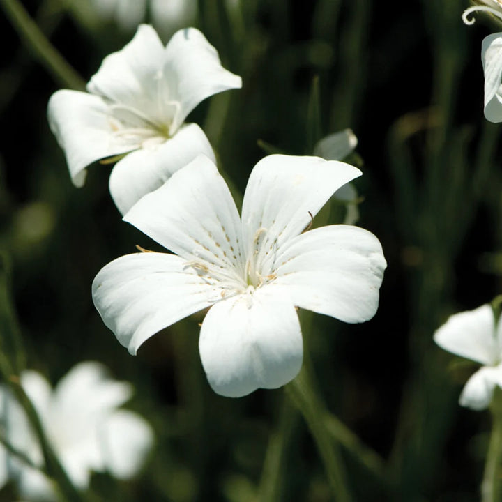 Heirloom Agrostemma Ocean Pearl Flower Seeds, Non-GMO Elegant Blooms for Planting