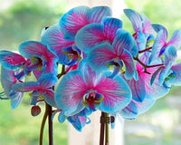 Heirloom Rainbow Phalaenopsis Orchid Flower Seeds for Planting ƒ?? Non-GMO, Exotic Indoor Blooms