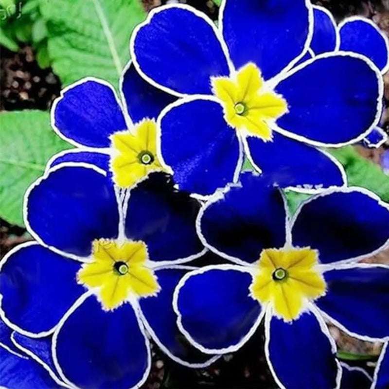 Heirloom Non-GMO Primrose Flower Seeds for Planting – Early Blooming Perennials for Colorful Gardens