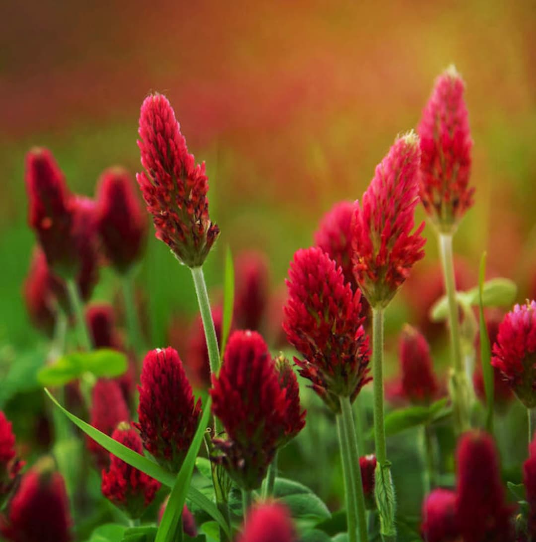 Heirloom Crimson Clover Plant Seeds for Garden Planting, Non-GMO, Vibrant Cover Crop Blooms