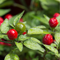 Texas Chiltepin Pepper Seeds for Planting heirloom & Non-GMO Seeds