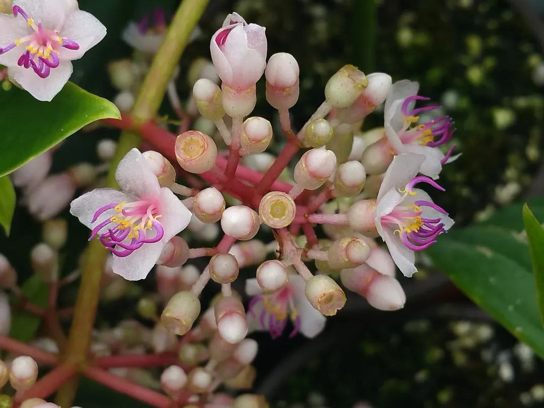 Heirloom Non-GMO Malaysian Orchid Flower Seeds – Exotic Tropical Blooms