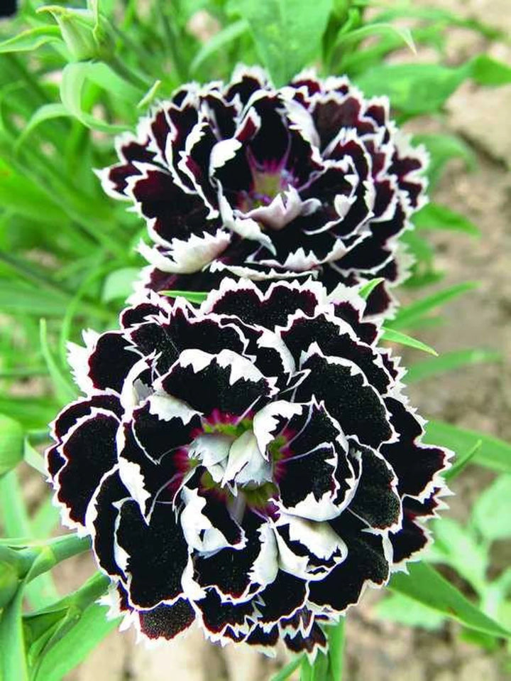 Dianthus Chianti Clove Flower Seeds for Planting - NON GMO Seeds