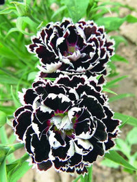 Dianthus Chianti Clove Flower Seeds for Planting - NON GMO Seeds