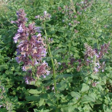 Greek Catnip Nepeta parnassica seeds for garden planting