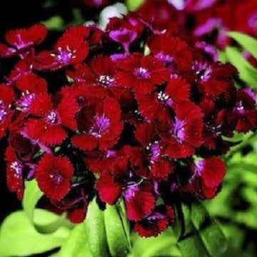 Crimson Red Clover Seeds for Planting – Organic, Heirloom, Non-GMO Flower Seeds