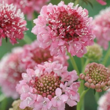 Scabiosa Salmon Rose Flower Seeds for Planting - Heirloom & Non-GMO Garden Seeds for planting in home garden