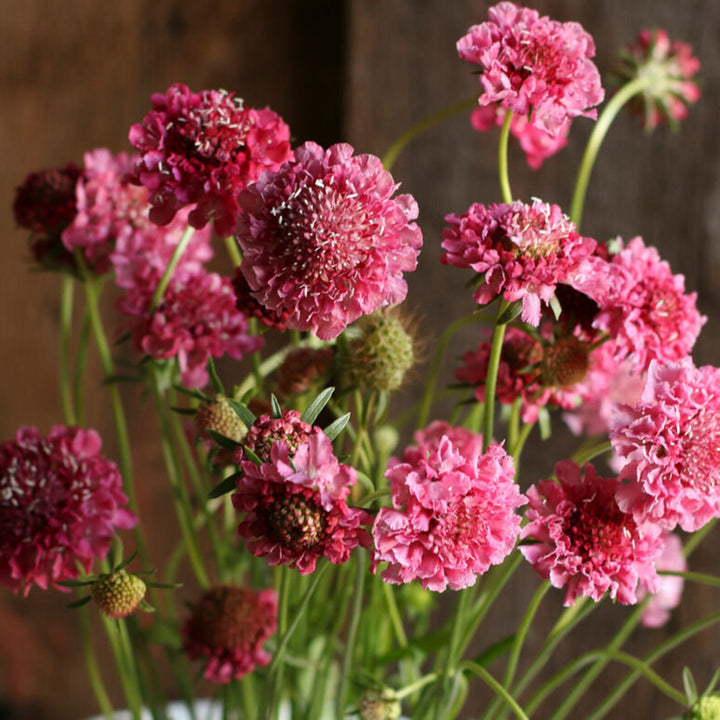 Scabiosa Salmon Rose Flower Seeds for Planting - Heirloom & Non-GMO Garden Seeds