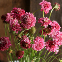 Scabiosa Salmon Rose Flower Seeds for Planting - Heirloom & Non-GMO Garden Seeds