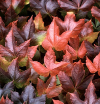 Ivy (Ivy scientific name) for planting in garden