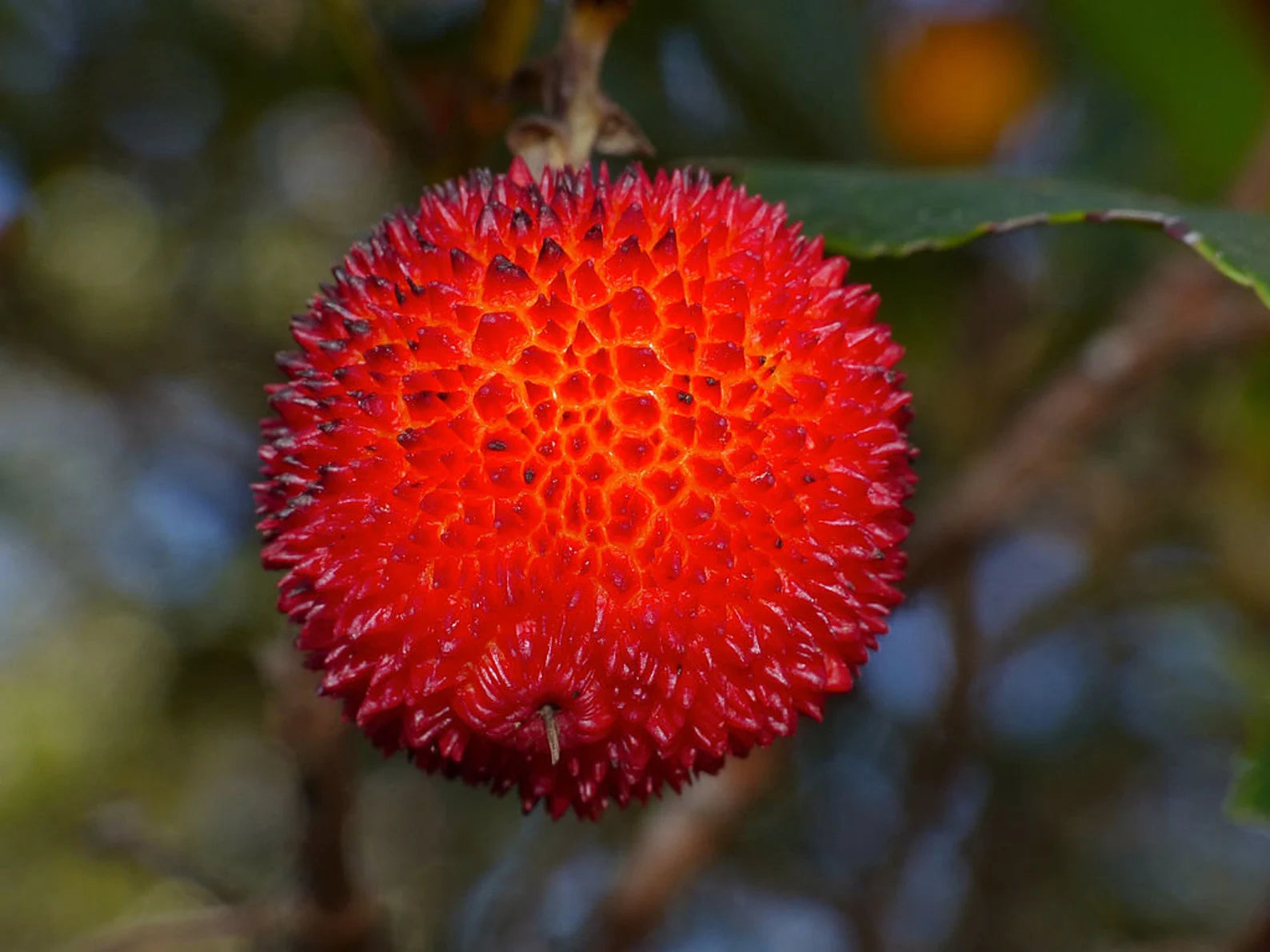 Arbutus unedo strawberry tree fruit seeds