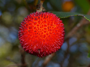 Arbutus unedo strawberry tree fruit seeds