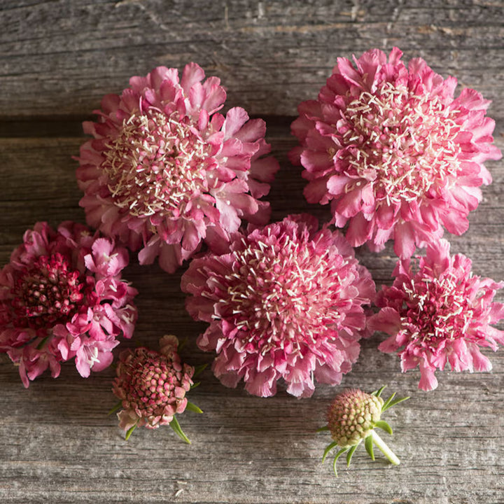 Scabiosa Salmon Rose Flower Seeds for Planting - Heirloom & Non-GMO Garden Seeds