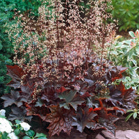 Purple Coral Bells Heuchera Seeds for Planting - Heirloom, NON-GMO Flower Seeds - Shade-Loving Perennial for planting in home garden