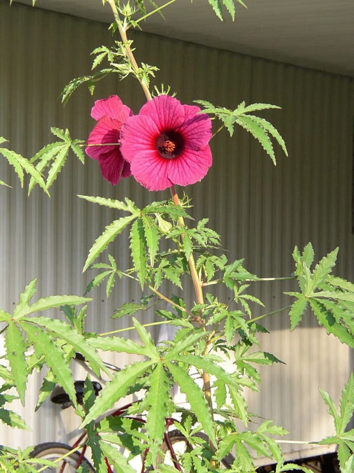 Hibiscus Cannabinus Flower Seeds for Planting - Heirloom and Non-GMO Garden Seeds