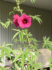 Hibiscus Cannabinus Flower Seeds for Planting - Heirloom and Non-GMO Garden Seeds