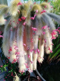 Hildewintera Colademononis- Monkey Tail Cactus - Cactus Plant Seeds for Planting - 100 pcs