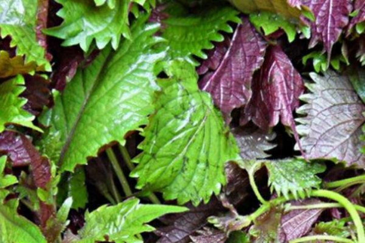 Purple & Green Shiso Seeds for Planting-apanese Basil Perilla frutesce