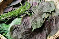 Purple & Green Shiso Seeds for Planting-apanese Basil Perilla frutesce