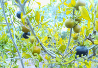 Texas persimmon Diospyros texana seeds for native garden