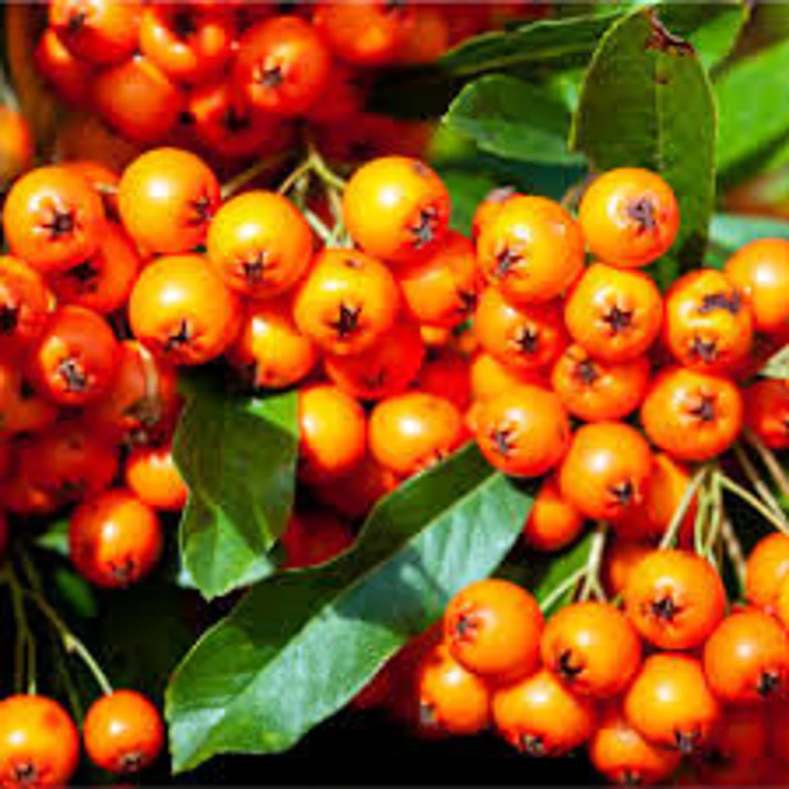 Orange Firethorn (pyracantha coccinea) Fruit Seeds - Grow Hardy, Colorful Firethorn Berries