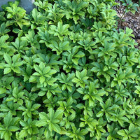Pachysandra Plant Seeds for Planting NON GMO Seeds