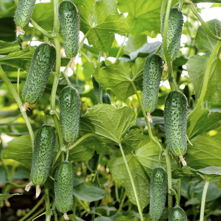 Cucumber Seeds Arctic F1 parthenocarpic Vegetable Seeds for Planting - Heirloom & Non-GMO Garden Seeds