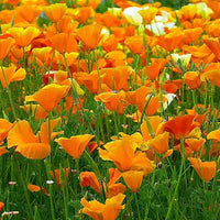 Orange Creeping Thyme Seeds – Drought Tolerant Ground Cover, Aromatic