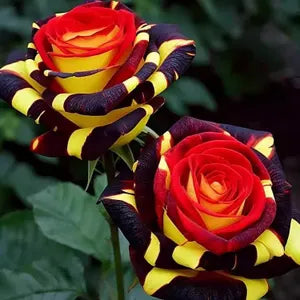 Vibrant rose blossoms in multiple colors decorating a landscape.
