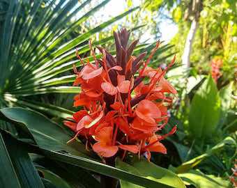 Bugle Lily Watsonia Pillansii Flower Seeds for Planting-Heirloom & Non-GMO Garden Seeds