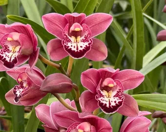 Cymbidium Orchid bulb plant with green leaves growing in a garden setting

