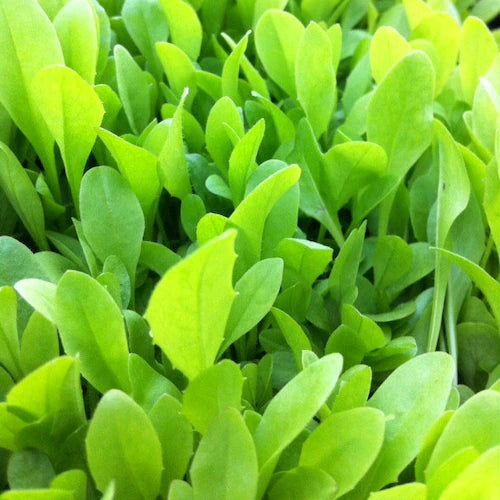 Broadleaf Tortoise Forage Blend Seeds for Planting heirloom & Non-GMO Seeds