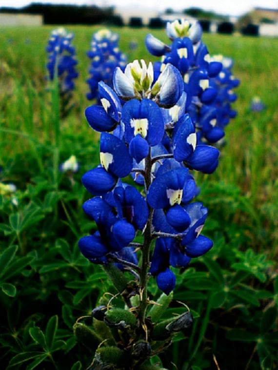 Blue Bonnet Flower Seeds for Planting - NON GMO Seeds