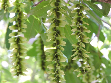 Pterocarya Stenoptera Plant Seeds for Planting - 100 pcs seeds for planting in home garden