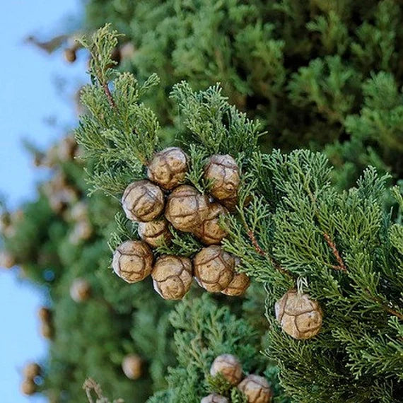 Green Cupressus Plant Seeds Scientific Name Placeholder for planting in home garden
